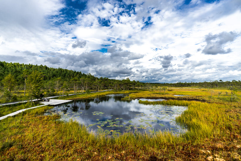 Marécages dans le parc national de Soomaa