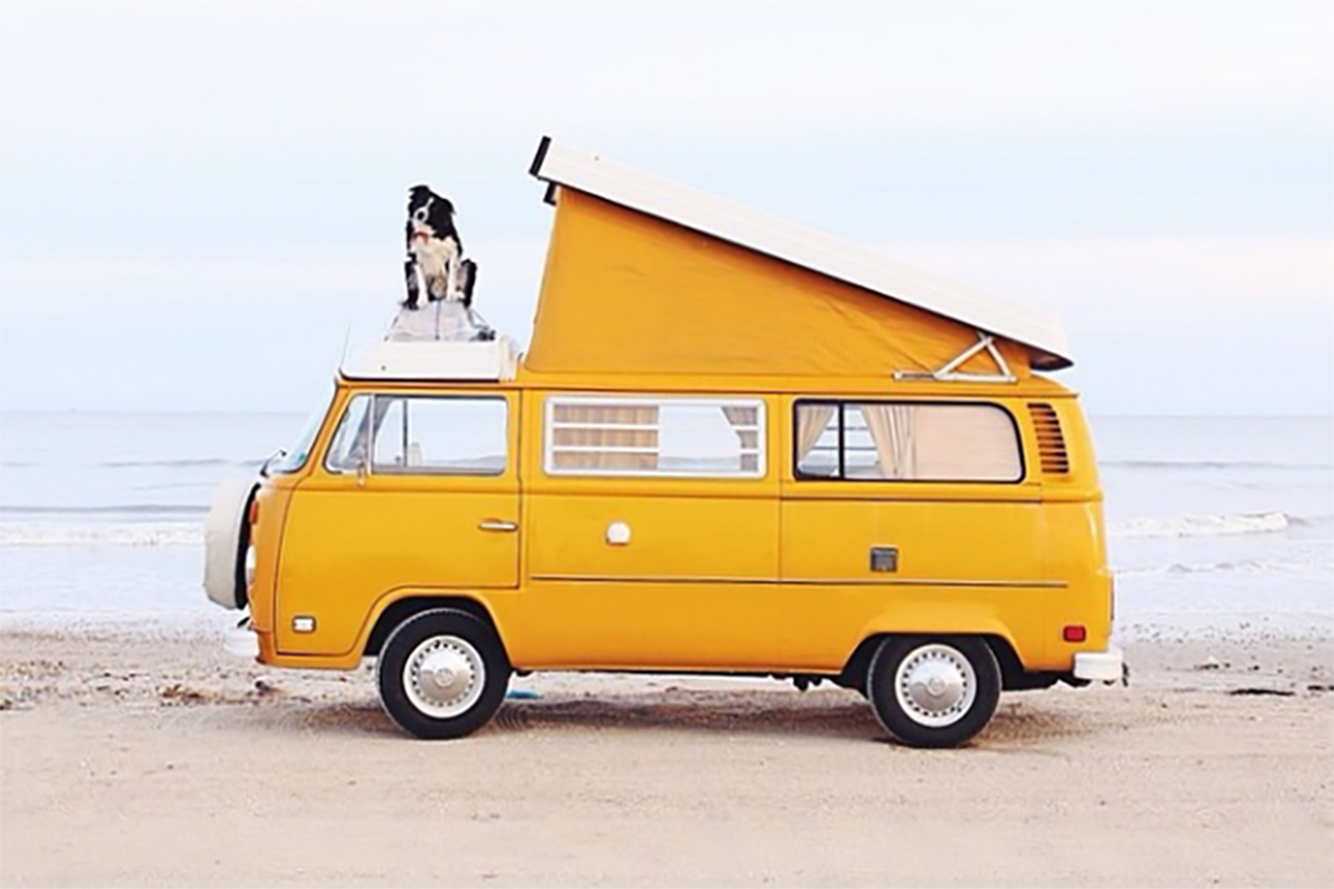 Chien sur un camping-car