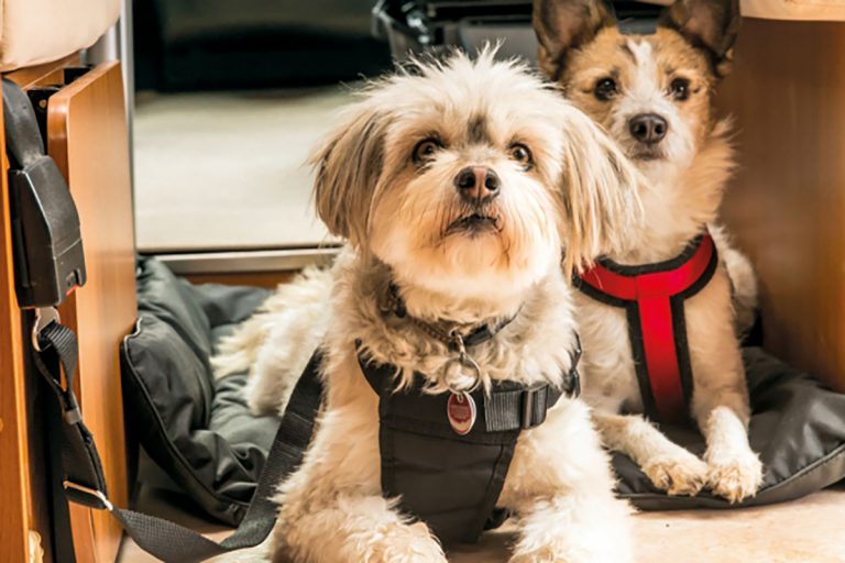 Vacances en camping-car avec un animal domestique : ce qu’il faut prendre en compte