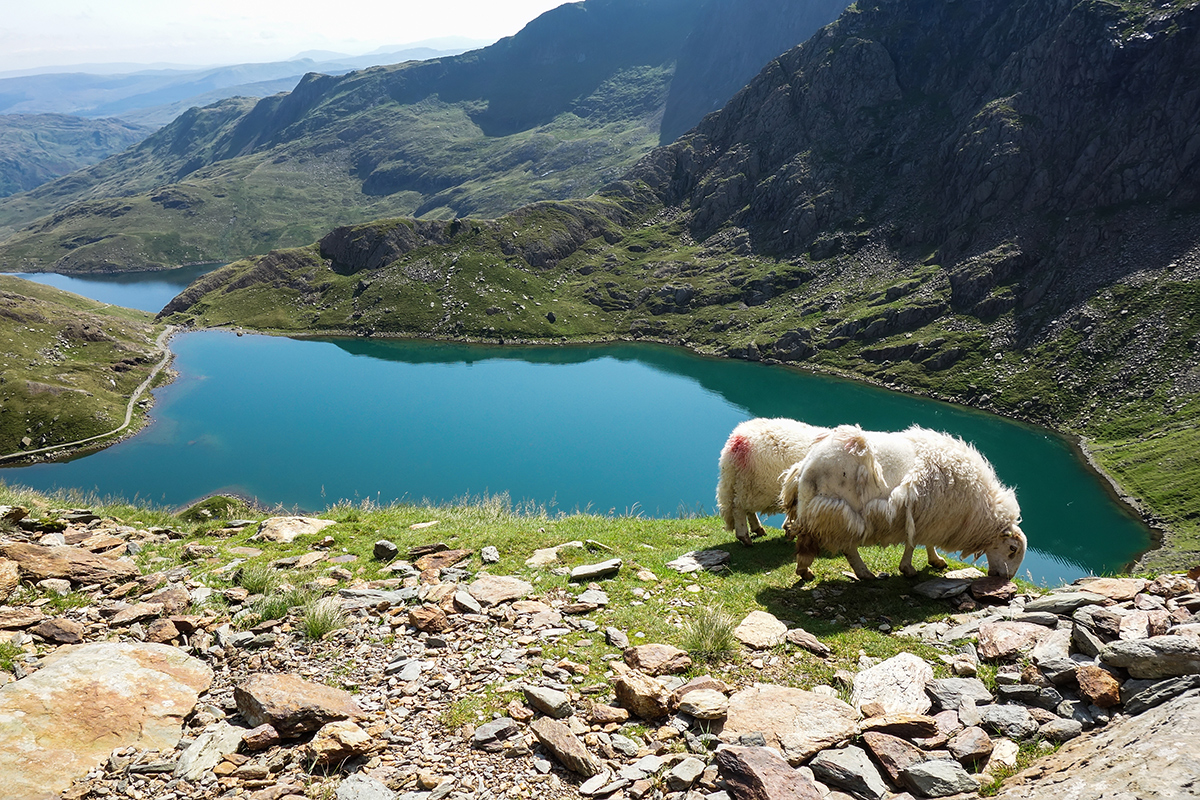 Moutons en Grande-Bretagne