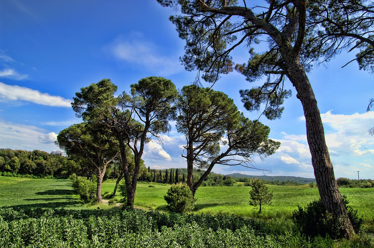 Paysage naturel verdoyant en Toscane